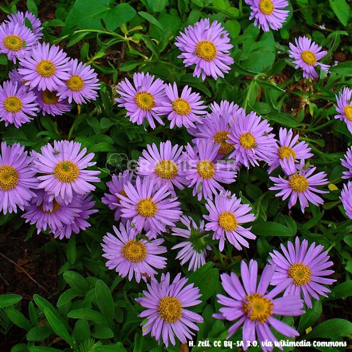 Aster des alpes, Aster Alpinus mélange image